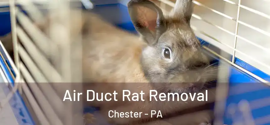  Air Duct Rat Removal Chester - PA